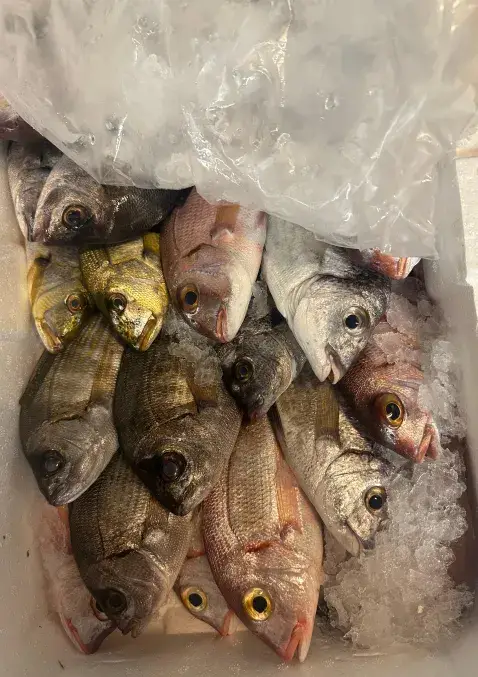Scatola di pesce fresco su ghiaccio, ristorante di pesce Lido26 Da Rapi a Reggio Emilia