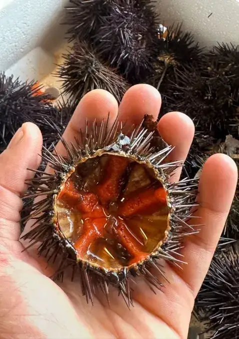 Mano che tiene un riccio di mare aperto con interiora arancioni, ristorante pesce Lido26 Da Rapi